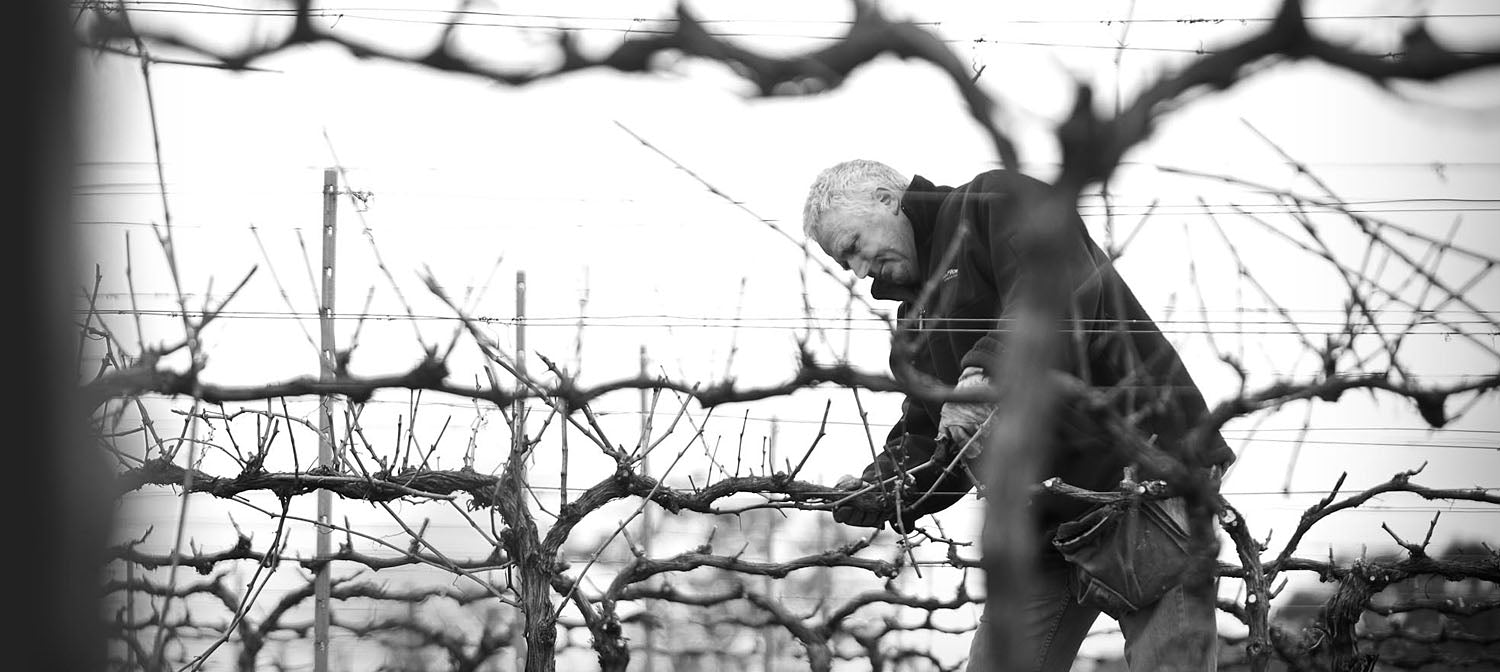 Our Vineyard
